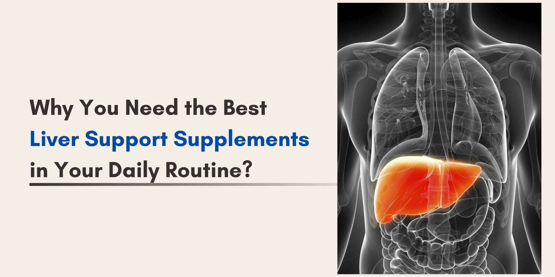 Why You Need the Best Liver Support Supplements in Your Daily Routine?